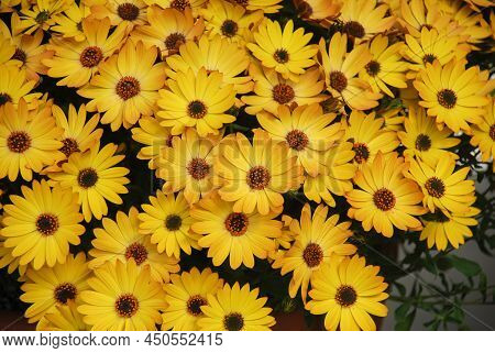 Yellow Osteospermum Or Dimorphotheca Flowers In The Flowerbed, Yellow Flowers