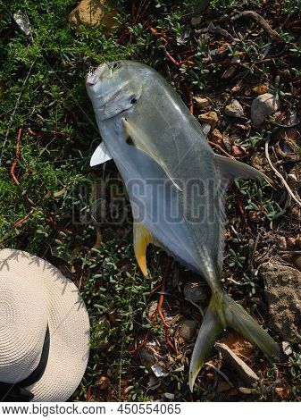 Freshly Caught Dorado Fish On Atlantic Ocean Shore. Vertical View. Fresh Dorado On Land After Fishin