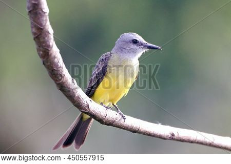 Tropical Kingbird (tyrannus Melancholicus) Perched On A Branch