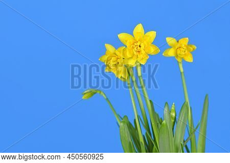 Yellow Narcissus Spring Flowers On Blue Background With Copy Space