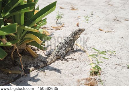 Close-up Of Black Spiny-tailed Iguana, Black Iguana, Latin Name 'ctenosaura Similis', At A Sunny Bea