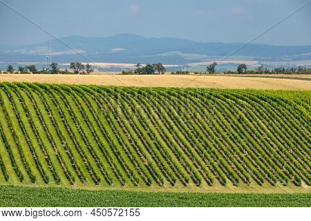 Landscape with vineyards, Slovacko, Southern Moravia, Czech Republic