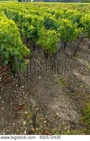 Typical vineyards near Saint-Julien-Beychevelle, Bordeaux, Aquitaine, France