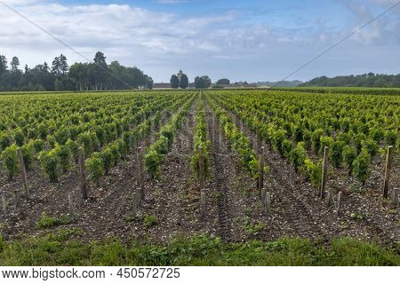 Typical vineyards near Chateau Lagrange, Bordeaux, Aquitaine, France