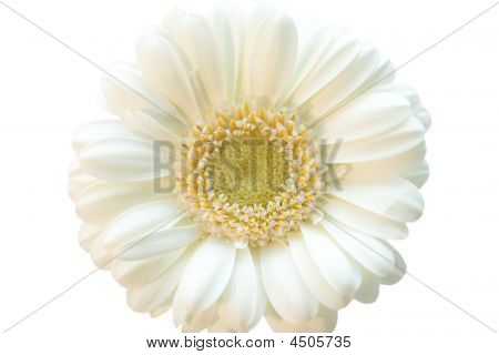 Witte bloem Gerber geïsoleerd