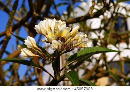 Magnolie