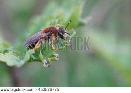 Close Up Of A Female Broad-faced Mining Bee, Andrena Proxima On A Green Thistle Feaf In The Field