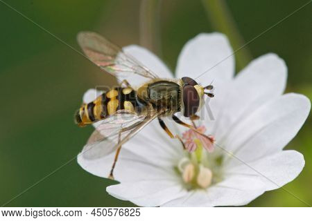 Closeup Of A Migrant Hoverfly, Eupeodes Corollae On A A White Geranium Pyrenaicum Flower In The Gard