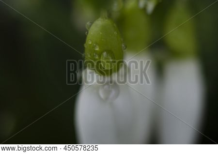 Snowdrop Portrait In Garden Background, Close Up Photography Of A Snowdrop Attracting Bee, Spring Ph