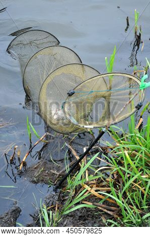Fisherman Catch, Fresh Alive Fish In Fishnet, Nylon Net Basket.