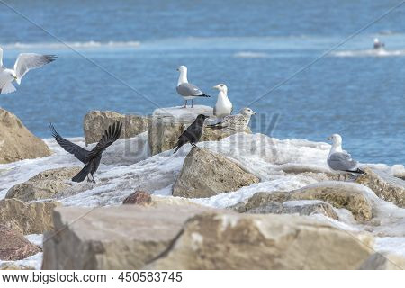 The American Crow (corvus Brachyrhynchos) On The Shore Of Lake Michigan