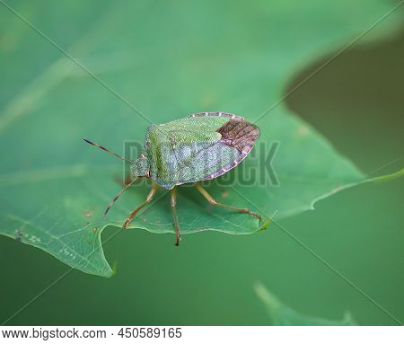 A Green Bug, Stink Bug On A Plant. Portrait Of A Bug.