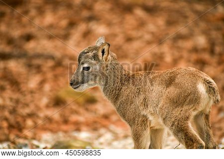 Baby Mouflon Sheep At The Wild Animal Safari In Pine Mountain, Ga