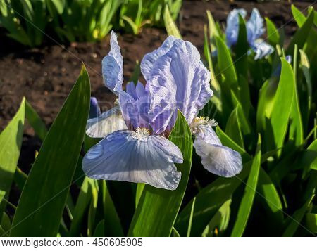 Close-up Shot Of White And Purple Bearded Iris Or German Bearded Iris (iris 