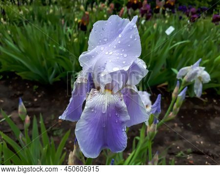 Close-up Shot Of White And Purple Bearded Iris Or German Bearded Iris (iris 