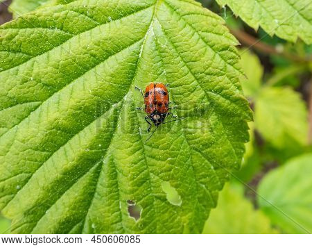 Close-up Shot Of Leaf Beetle (cryptocephalus Octopunctatus) - Red With Black Spots Crawling On A Gre