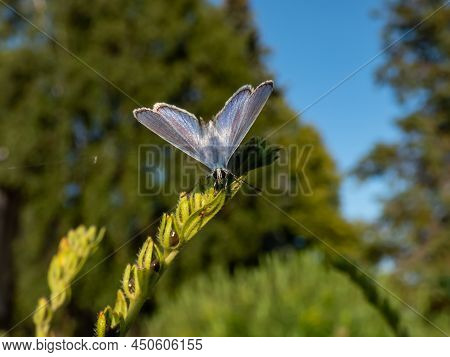 Close-up Of The Adult Common Blue Butterfly Or European Common Blue (polyommatus Icarus) Sitting On 