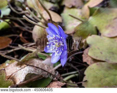 Beautiful Macro Shot Of A First Single Wildflower Large Blue Hepatica (hepatica Transsilvanica) Star