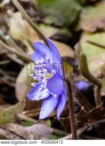 Beautiful Macro Shot Of A First Single Wildflower Large Blue Hepatica (hepatica Transsilvanica) Star