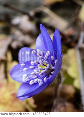Beautiful Macro Shot Of A First Single Wildflower Large Blue Hepatica (hepatica Transsilvanica) Star