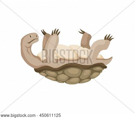 Turtle Character. Land Turtle. Wildlife Animal In Shell. Flat Vector Illustration Isolated On White 