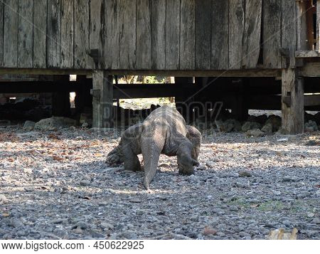 Monitor lizard. Komodo Dragon A species of lizards from the monitor lizard family. The species is di