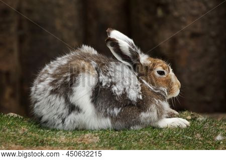 Mountain hare (Lepus timidus), also known as the white hare.