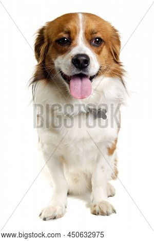 Happy Kooiker dog sitting. Isolated on a clean white background.