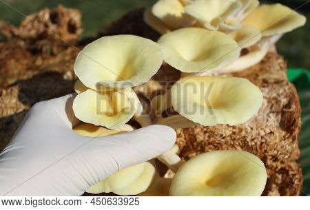 A Yellow Boletus On A Mushroom Substrate