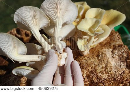 A Yellow Boletus On A Mushroom Substrate