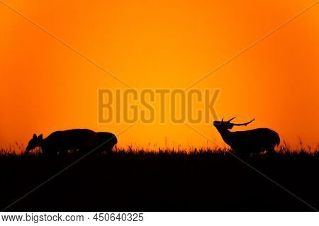 A Male Hog Deer Response Smelling For Pheromones During Rut Season, Dramatic Sunset Sky In The Backg