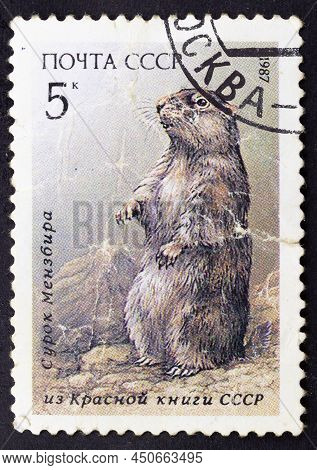 Ussr - Circa 1987: Postage Stamp 'menzbier's Marmot' Printed In Ussr. Series: 'red Book Of The Ussr.