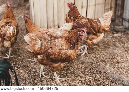 A Small Flock Of Free Range Brown Hen. Free Range Meat Chickens. Organic Farm, Livestock, Agricultur