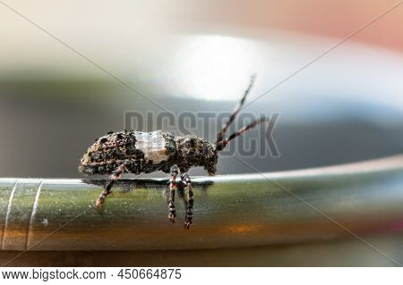 A Small Longhorn Beetle (pogonocherus Hispidulus) Resting On The Edge Of A Glass