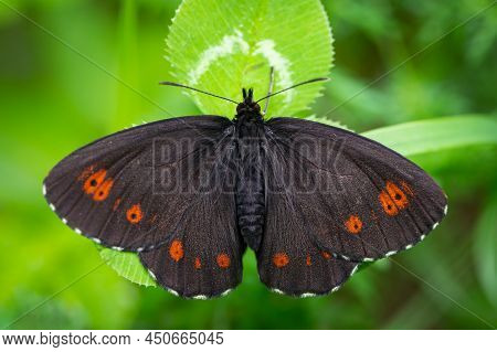 A Large Ringlet Butterfly (erebia Euryale) Resting On A Plant