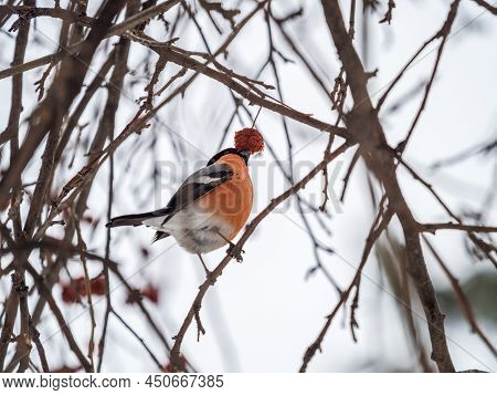 Bullfinch Sits On A Branch And Eats Small Red Apples. Bullfinch Bird Eats Berry On A Tree Branch. Bu