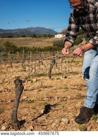 Farmer Pruning The Vine In Winter. Agriculture.