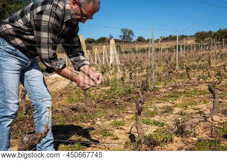 Farmer Pruning The Vine In Winter. Agriculture.