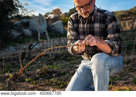 Farmer Pruning The Vine In Winter. Agriculture.