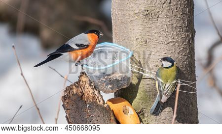The Bullfinch, Common Bullfinch Or Eurasian Bullfinch, Lat. Pyrrhula Pyrrhula, Sitting On The Bird F