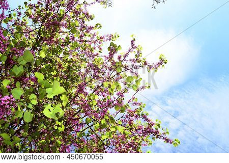 Purple Spring Flower. Judas Flower Tree Or Cercis Canadensis.\nspring Tree With Pink Flowers.\nbranc