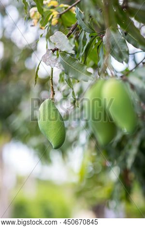 Green Mango Hanging, Mango Field, Mango Farm. Agricultural Concept, Agricultural Industry Concept. M