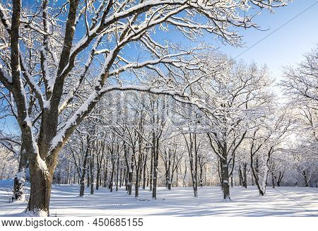 Beautiful Oak Tree Park In Mankinjoki Rapids Area In Winter, Espoonkartano, Espoo, Finland