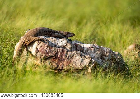 Monitor Lizard Or Bengal Monitor Or Common Indian Monitor Or Varanus Bengalensis Portrait On Rock In
