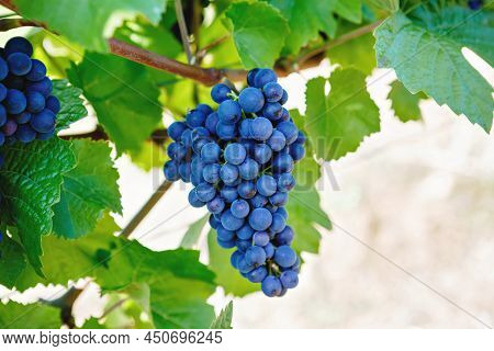 Blue Grapes Ready To Harvest Made By A Vintner In An Established Winery. Famous Vineyard Near Mosel 