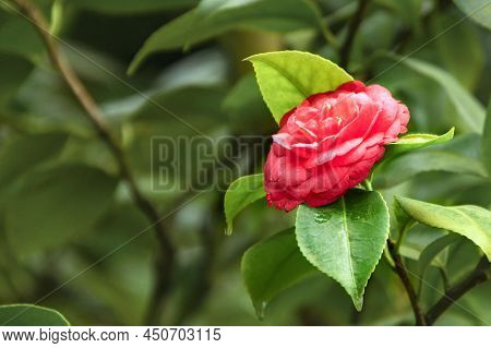 Close-up Of Camellia Flower On Green Background