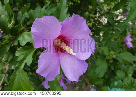 Closeup Of One Pink Crimsoneyed Flower Of Hibiscus Syriacus In July