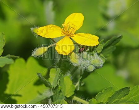 Yellow Flower Of Greater Celandine, Chelidonium Majus