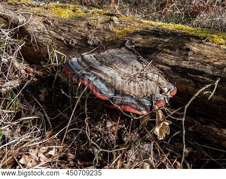Red Banded Polypore Or Red-belted Conk (fomitopsis Pinicola) Is A Stem Decay Fungus Common On Softwo