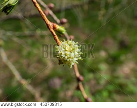 Close-up Shot Of The Pink Young Female Cones Of The Japanese Larch (larix Kaempferi) Appearing In Ea